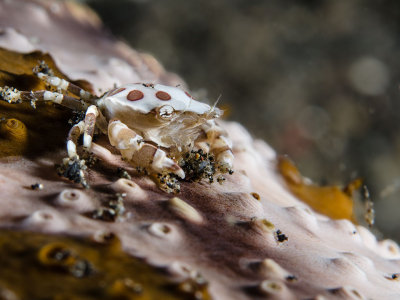 Sea Cucumber Swimming Crab.jpg