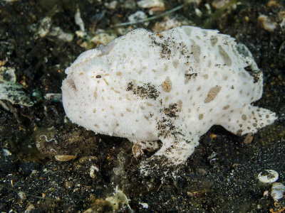 Shorthaired Frogfish.jpg