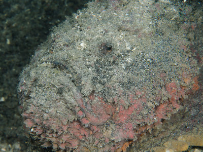 Stone Reef Fish.jpg