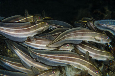 Striped Catfish.jpg