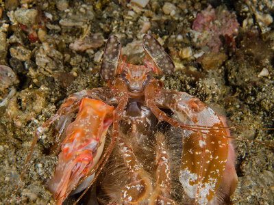 Tiger Mantis Shrimp.jpg