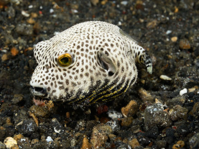 Tiny Puffer Fish.jpg