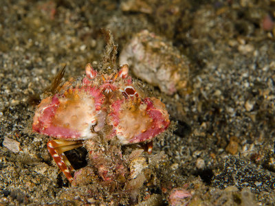 Two Horn Box Crab.jpg