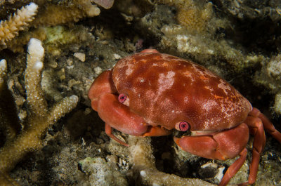 Unknown Reef Crab.jpg