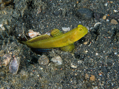 Unknown Shrimp Goby.jpg