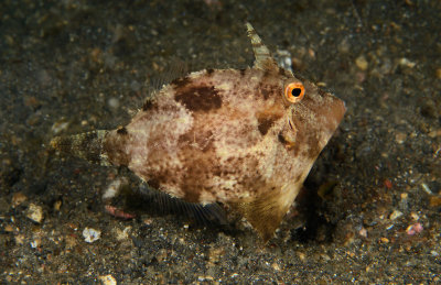 Very Small Filefish.jpg