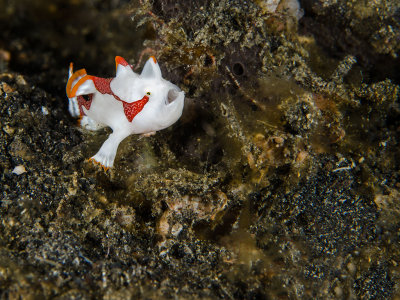 Warty Frogfish calling for mom.jpg