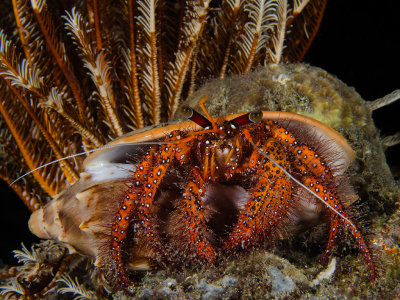 White Spotted Hermit Crab.jpg