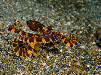 Wunderpus Swimming.jpg