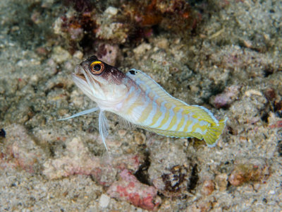 Yellow Barred Jawfish.jpg