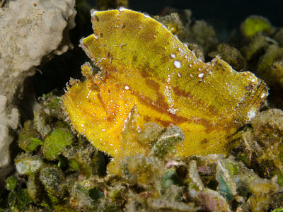 Yellow Leaf Scorpionfish.jpg