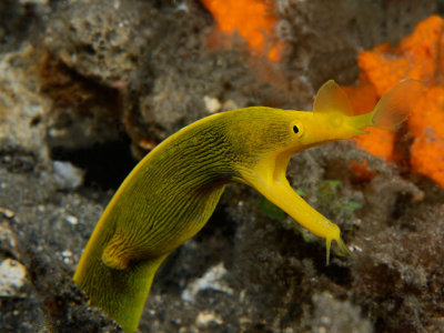 Yellow Ribbon Eel.jpg