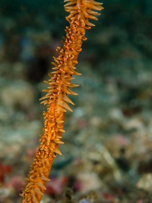 Zanzibar Whip Coral Shrimp.jpg