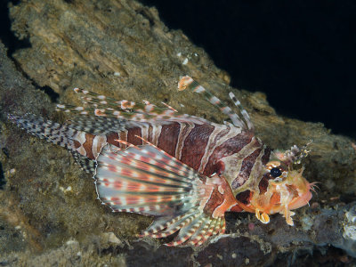 lembeh_macro