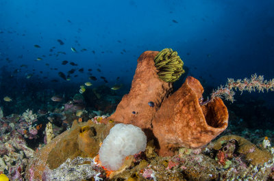 lembeh_wide_angle