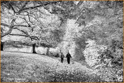 Ireland - Co.Westmeath - Belvedere House and Gardens - Infra Red