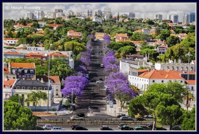 Portugal - Lisbon - Belem - Jacaranda trees in bloom
