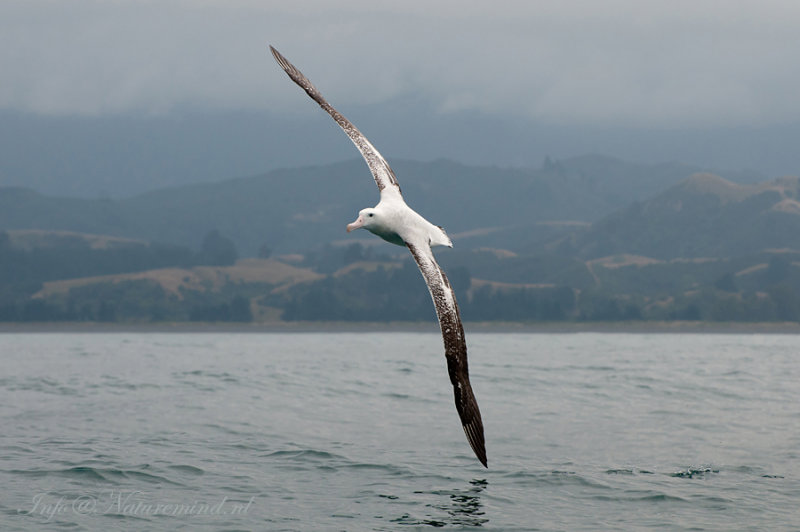 Diomedea exulans - Wandering Albatross - Grote albatros PSLR-6493.jpg