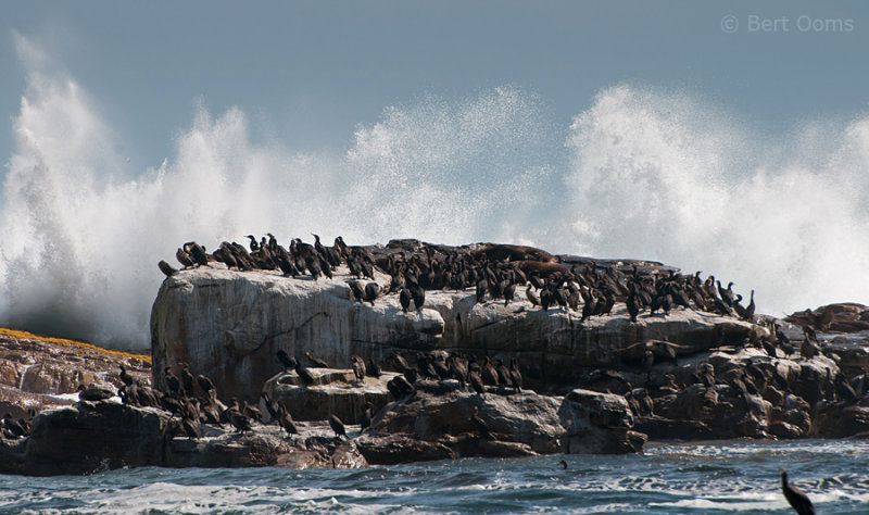 Cape Cormorants -  Phalacrocorax capensis  PSLR-1526.jpg