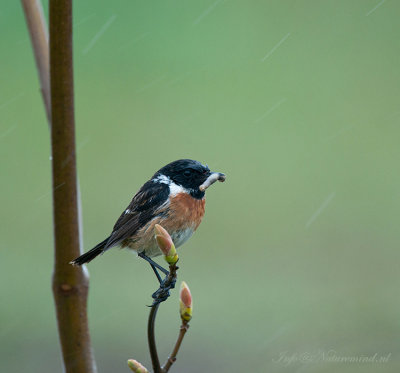 Stonechat - Roodborsttapuit - Ameland PSLR-8034.jpg