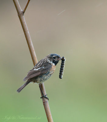 Stonechat - Roodborsttapuit  - Ameland PSLR-8046.jpg