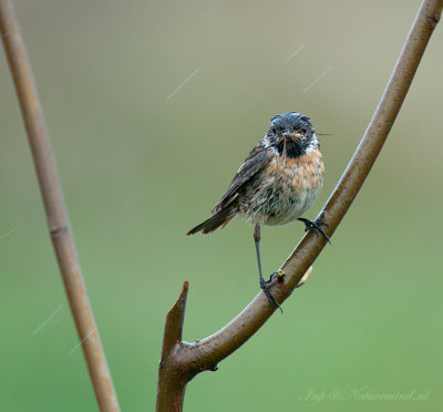 Stonechat - Roodborsttapuit - Ameland PSLR-8045.jpg