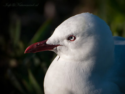 Red-billed Gull -  Roodsnavelmeeuw PSLR-4335.jpg