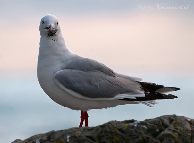 Red-billed Gull - Roodsnavelmeeuw PSLR-6015.jpg