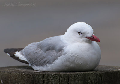 Red-billed Gull - Roodsnavelmeeuw PSLR-4722.jpg