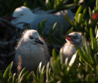 Red-billed Gull - Roodsnavelmeeuw PSLR-4310.jpg