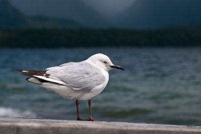 Black-billed Gull - Zwartsnavelmeeuw PSLR-4867.jpg