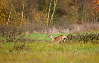 Ree - Roe Deer  Bargerveen PSLR-0403.jpg