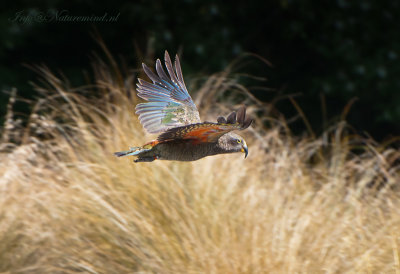 New Zealand Kea  PSLR-5394.jpg