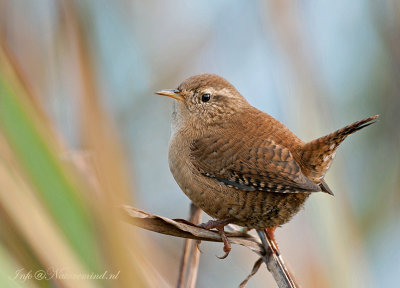 Troglodytes troglodytes - Eurasian Wren - Winterkoning - reed PSLR DSC-6930.jpg