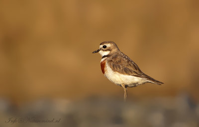 Double-banded plover PSLR-0180.jpg