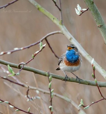 Luscinia svecica - Bluethroat - Blauwborst  PSLR-6818.jpg