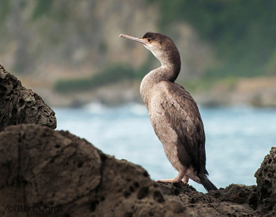 Juvenile Spotted Shag PSLR-6051.jpg