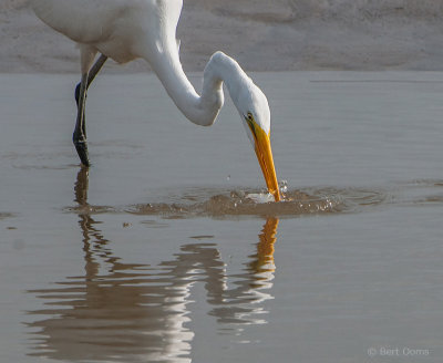 Ardea egretta - Great Egret - Grote zilverreiger  - fishing PSLR-7275.jpg