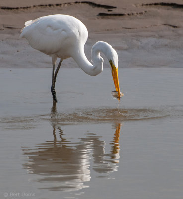 Ardea egretta - Great Egret - Grote zilverreiger - fishing PSLR-7276.jpg