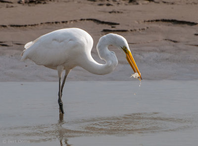 Ardea egretta - Great Egret - Grote zilverreiger - vissend PSLR-7277.jpg
