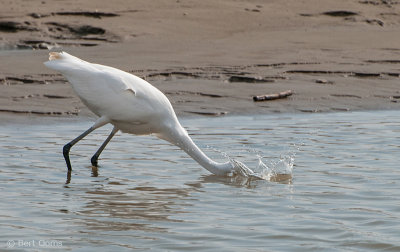 Ardea egretta - Great Egret - Grote zilverreiger PSLR-7296.jpg