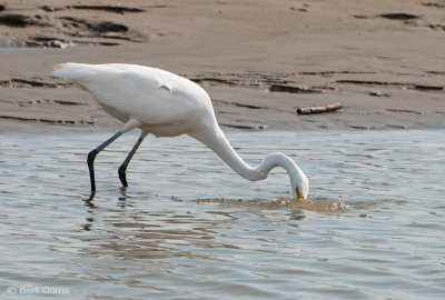 Ardea egretta - Great Egret - Grote zilverreiger PSLR-7297.jpg