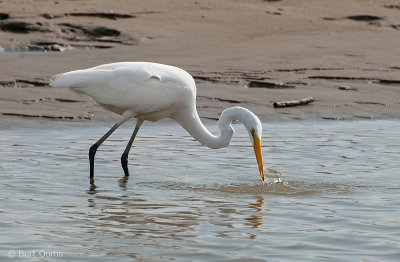 Ardea egretta - Great Egret - Grote zilverreiger PSLR-7298.jpg