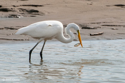 Ardea egretta - Great Egret - Grote zilverreiger PSLR-7299.jpg