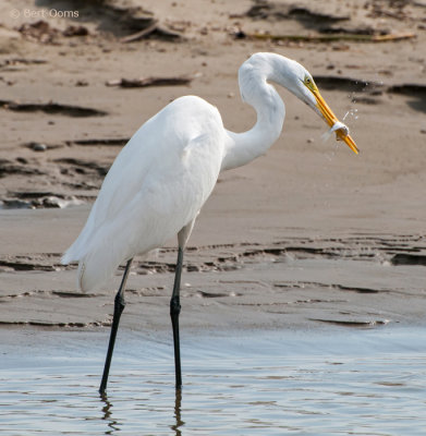 Ardea egretta - Great Egret - Grote zilverreiger PSLR-7304.jpg