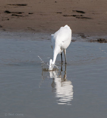 Ardea egretta - Great Egret - Grote zilverreiger   PSLR-7241.jpg