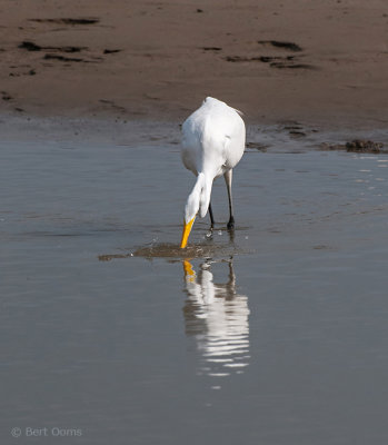 Ardea egretta - Great Egret - Grote zilverreiger PSLR-7242.jpg