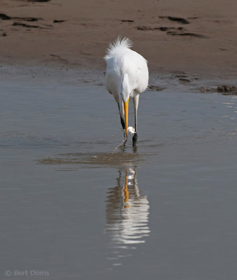Ardea egretta - Great Egret - Grote zilverreiger PSLR-7243.jpg