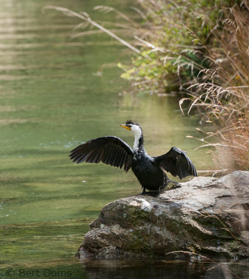 Little Pied Cormorant PSLR-5649.jpg