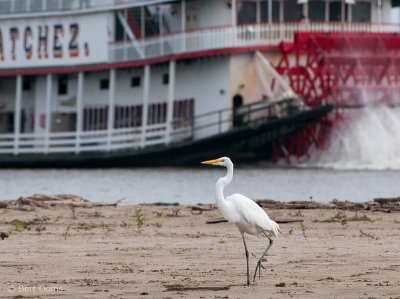 Ardea egretta - Great Egret  and Natchez PSLR-7086.jpg